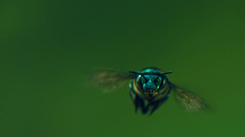 Originalcoocoowasp